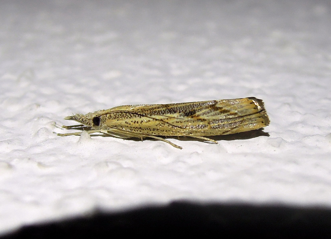 due Agriphila sp. (Crambidae) da confermare